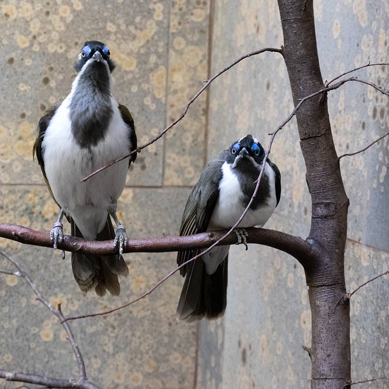 Der jüngere (links) und der ältere Blauohr-Honigfresser am 9. Januar 2024 in einer Innenvoliere im Vogel-Haus im Wuppertaler Zoo