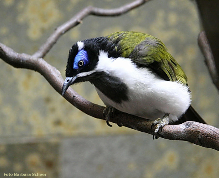 Blauohr-Honigfresser im Wuppertaler Zoo (Foto Barbara Scheer)