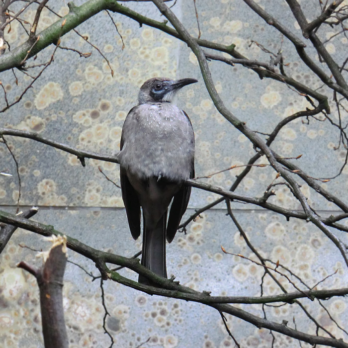 Glattstirn-Lederkopf im Wuppertaler Zoo im November 2012