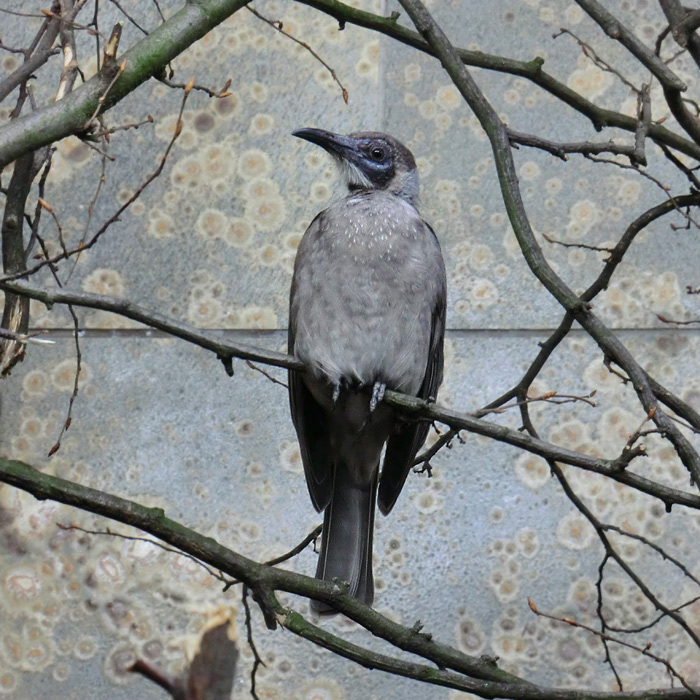 Glattstirn-Lederkopf im Wuppertaler Zoo im November 2012