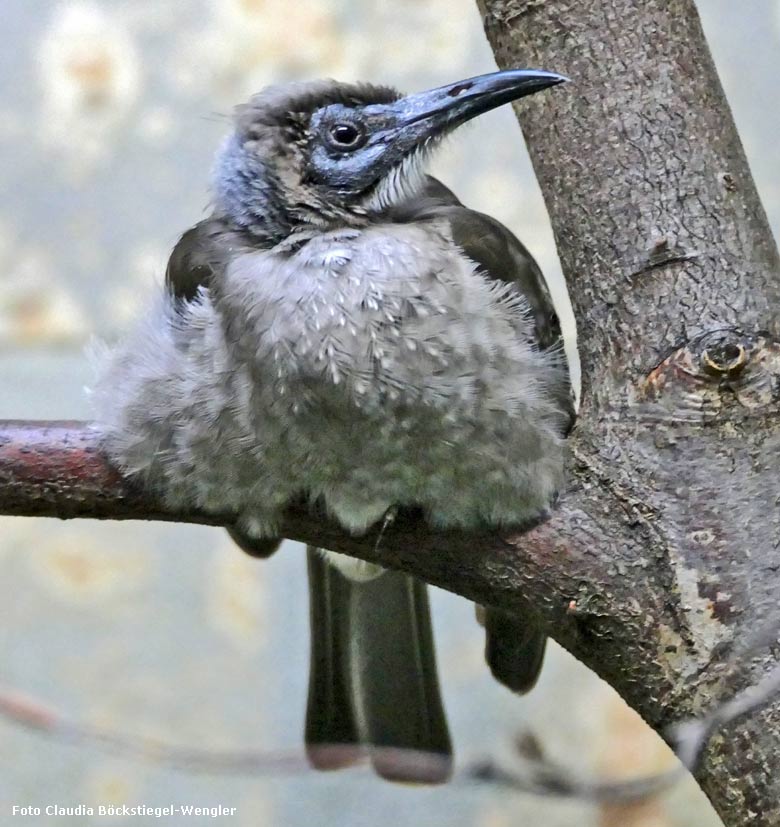 Glattstirn-Lederkopf am 29. August 2017 im Vogelhaus im Grünen Zoo Wuppertal (Foto Claudia Böckstiegel-Wengler)