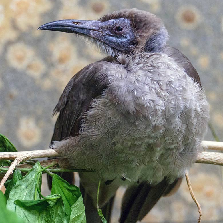 Glattstirn-Lederkopf am 23. Mai 2022 im Vogel-Haus im Grünen Zoo Wuppertal