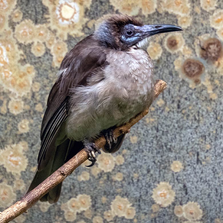 Weiblicher Glattstirn-Lederkopf am 13. Oktober 2023 im Vogel-Haus im Grünen Zoo Wuppertal