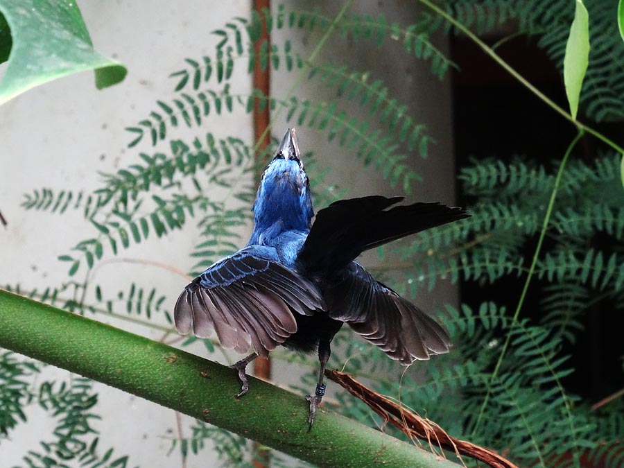 Ultramarinbischof im Zoologischen Garten Wuppertal im Juni 2015