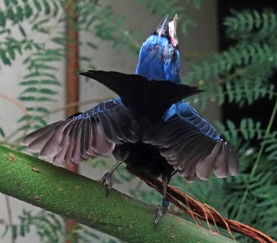 Ultramarinbischof im Grünen Zoo Wuppertal im Juni 2015