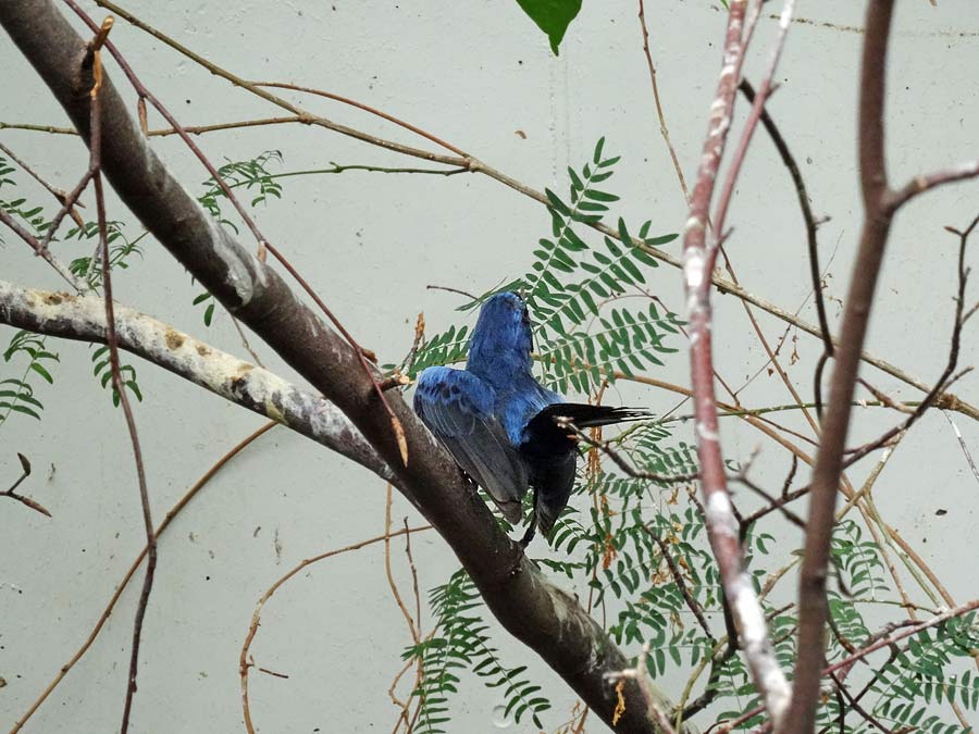 Ultramarinbischof im Zoologischen Garten Wuppertal im Juni 2015