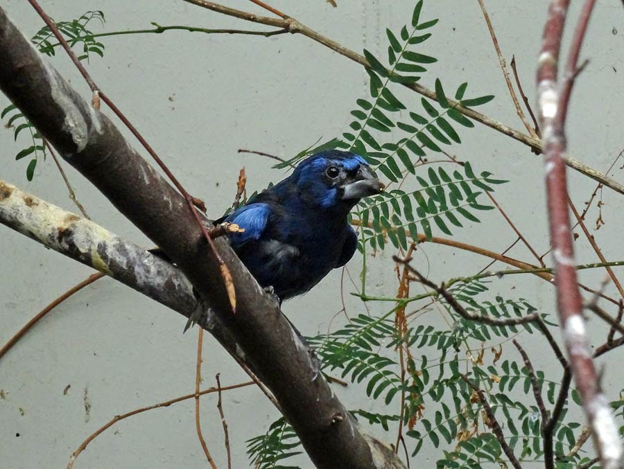 Ultramarinbischof im Grünen Zoo Wuppertal im Juni 2015