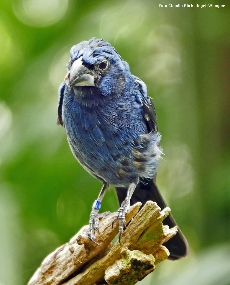 Ultramarinbischof Männchen am 5. Mai 2018 in der Freiflughalle am Vogelhaus im Grünen Zoo Wuppertal (Foto Claudia Böckstiegel-Wengler)