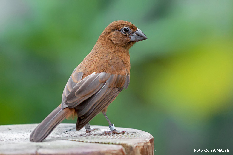 Ultramarinbischof Weibchen am 29. Juli 2018 in der Freiflughalle am Vogelhaus im Zoologischen Garten der Stadt Wuppertal (Foto Gerrit Nitsch)