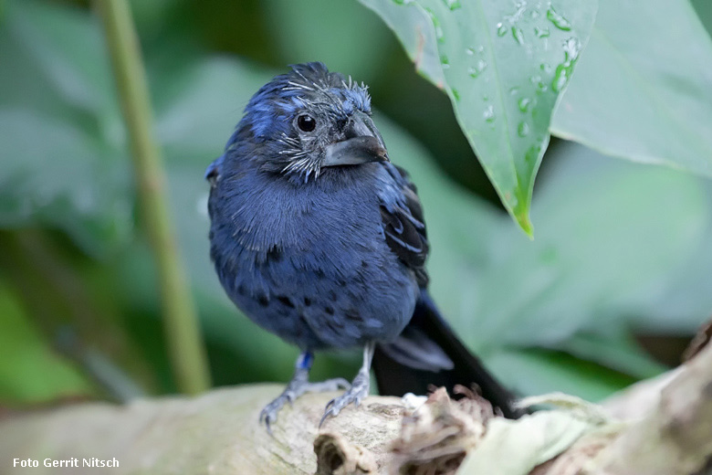 Ultramarinbischof Männchen am 29. Juli 2018 in der Freiflughalle am Vogelhaus im Wuppertaler Zoo (Foto Gerrit Nitsch)