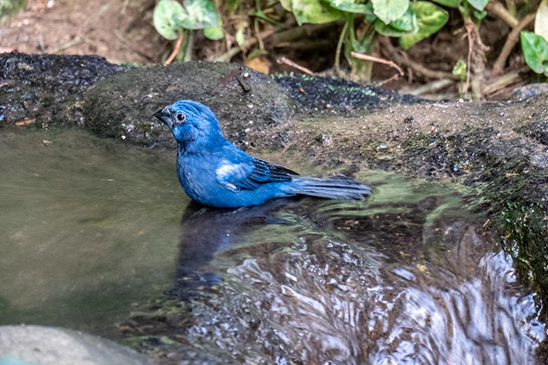 Männlicher Ultramarinbischof am 4. November 2023 in der Freiflughalle am Vogel-Haus im Grünen Zoo Wuppertal