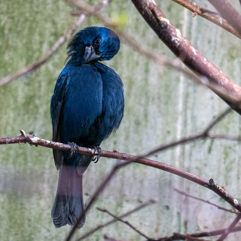 Männlicher Ultramarinbischof am 2. Februar 2025 in der Freiflughalle am Vogel-Haus im Grünen Zoo Wuppertal