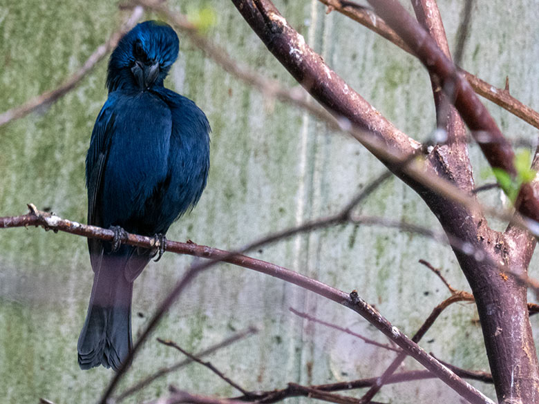 Männlicher Ultramarinbischof am 2. Februar 2025 in der Freiflughalle am Vogel-Haus im Zoologischen Garten Wuppertal