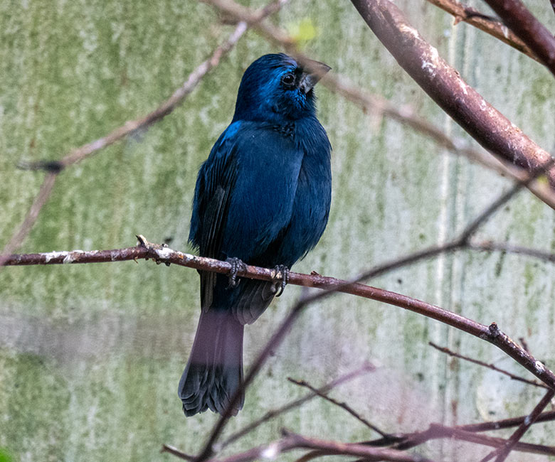 Männlicher Ultramarinbischof am 2. Februar 2025 in der Freiflughalle am Vogel-Haus im Wuppertaler Zoo