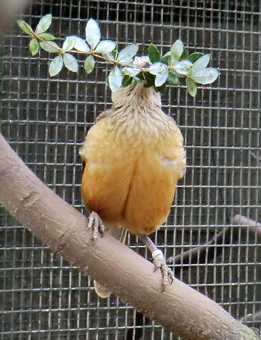 Braunbauch-Laubenvogel im Wuppertaler Zoo im Februar 2012