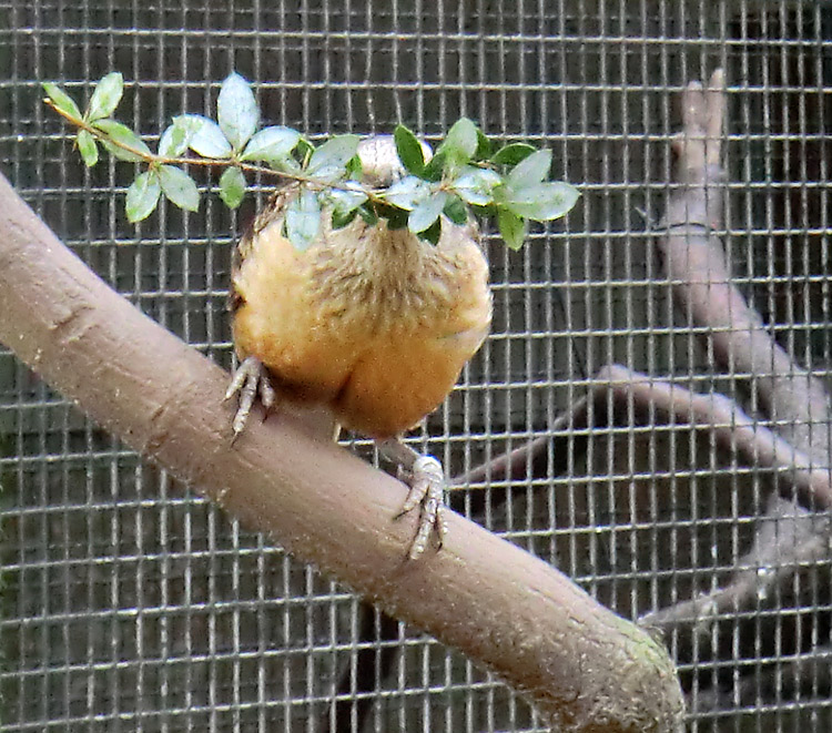 Braunbauch-Laubenvogel im Wuppertaler Zoo im Februar 2012