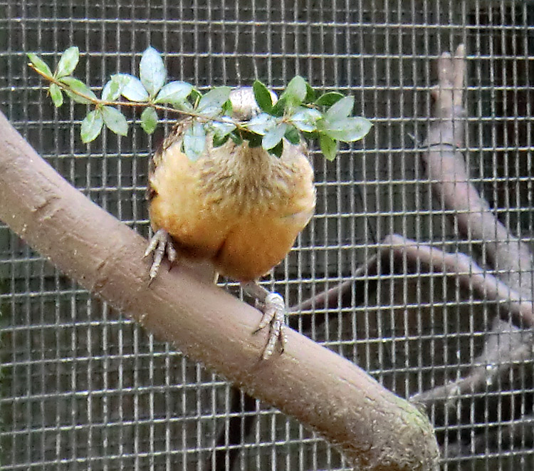 Braunbauch-Laubenvogel im Wuppertaler Zoo im Februar 2012