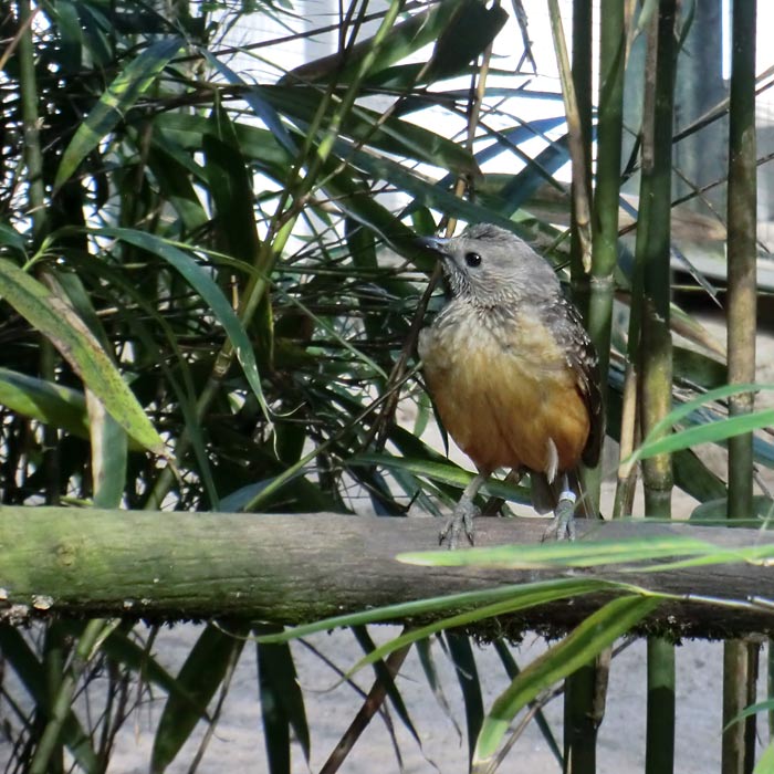 Braunbauch-Laubenvogel im Wuppertaler Zoo im Mai 2013