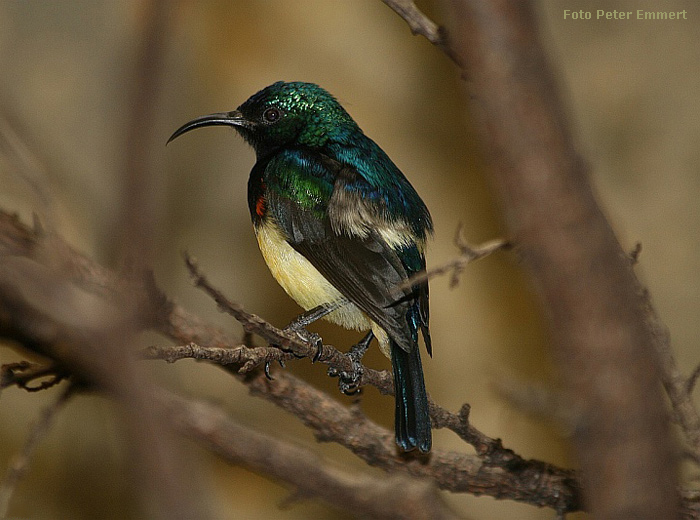 Gelbbauchnektarvogel im Wuppertaler Zoo im März 2007 (Foto Peter Emmert)