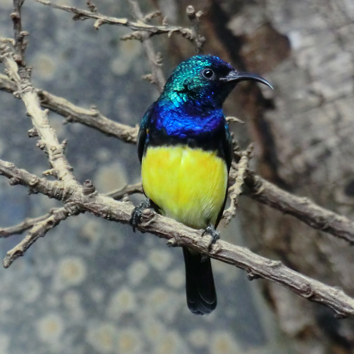 Gelbbauchnektarvogel im Wuppertaler Zoo im November 2012