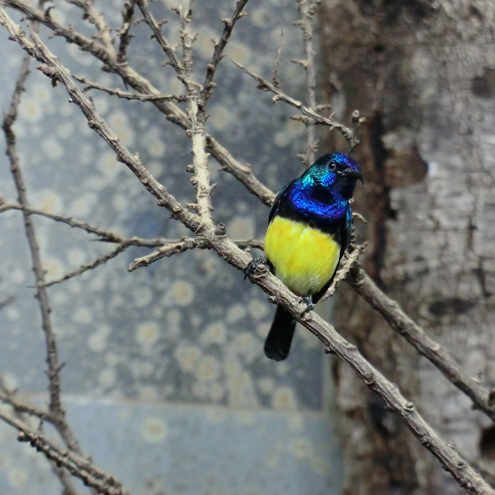 Gelbbauchnektarvogel im Wuppertaler Zoo im November 2012