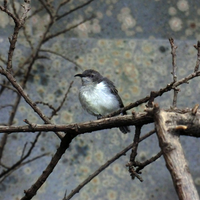 Gelbbauchnektarvogel im Wuppertaler Zoo im Januar 2014