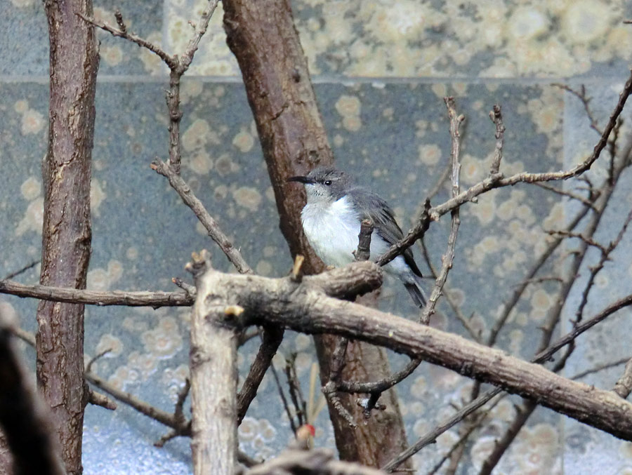 Gelbbauchnektarvogel (Weibchen) im Zoo Wuppertal im Januar 2014