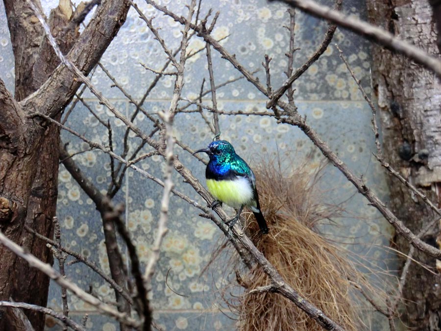 Gelbbauchnektarvogel (Männchen) im Zoologischen Garten Wuppertal im Januar 2014