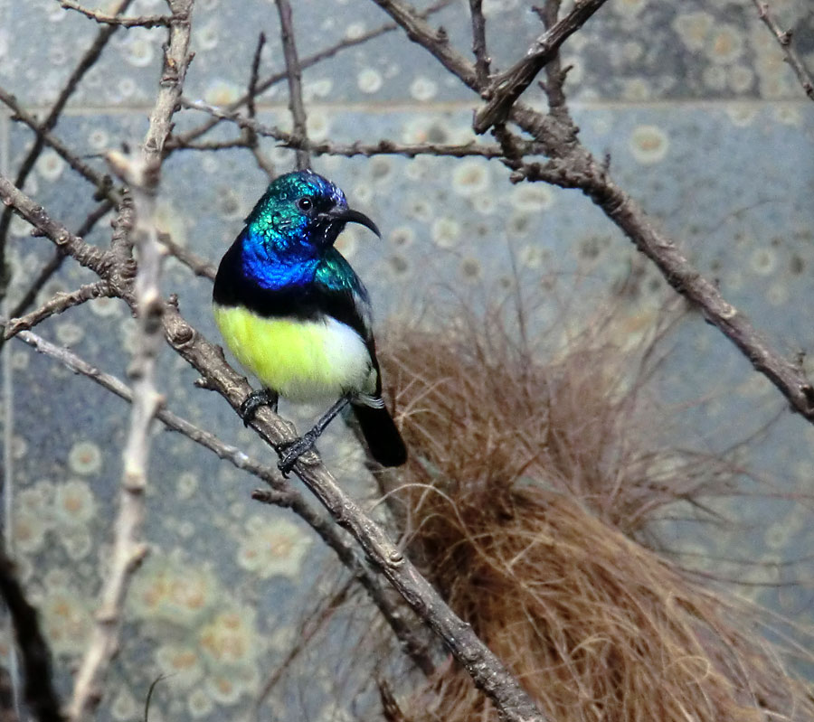 Gelbbauchnektarvogel (Männchen) im Wuppertaler Zoo im Januar 2014