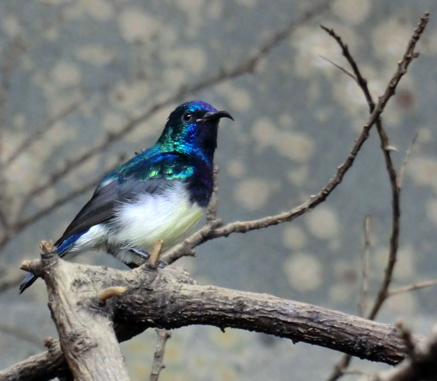 Gelbbauchnektarvogel (Männchen) im Wuppertaler Zoo im November 2014