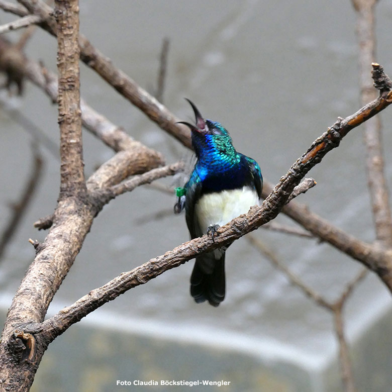 Gelbbauchnektarvogel am 20. Juli 2017 im Vogel-Haus im Grünen Zoo Wuppertal (Foto Claudia Böckstiegel-Wengler)