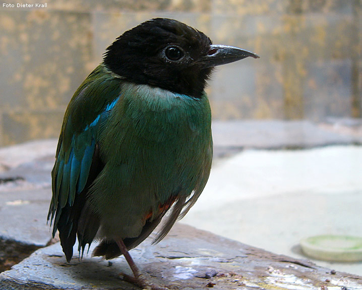 Kappenpitta im Wuppertaler Zoo im Februar 2008 (Foto Dieter Kraß)
