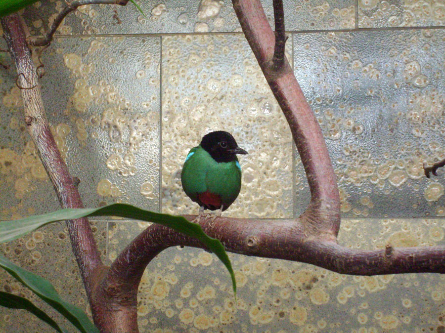 Kappenpitta im Zoologischen Garten Wuppertal im Januar 2010