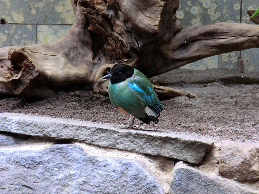 Kappenpitta im Zoo Wuppertal im Juni 2011