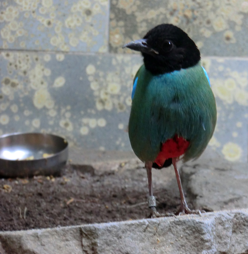 Kappenpitta im Zoologischen Garten Wuppertal im Juni 2011