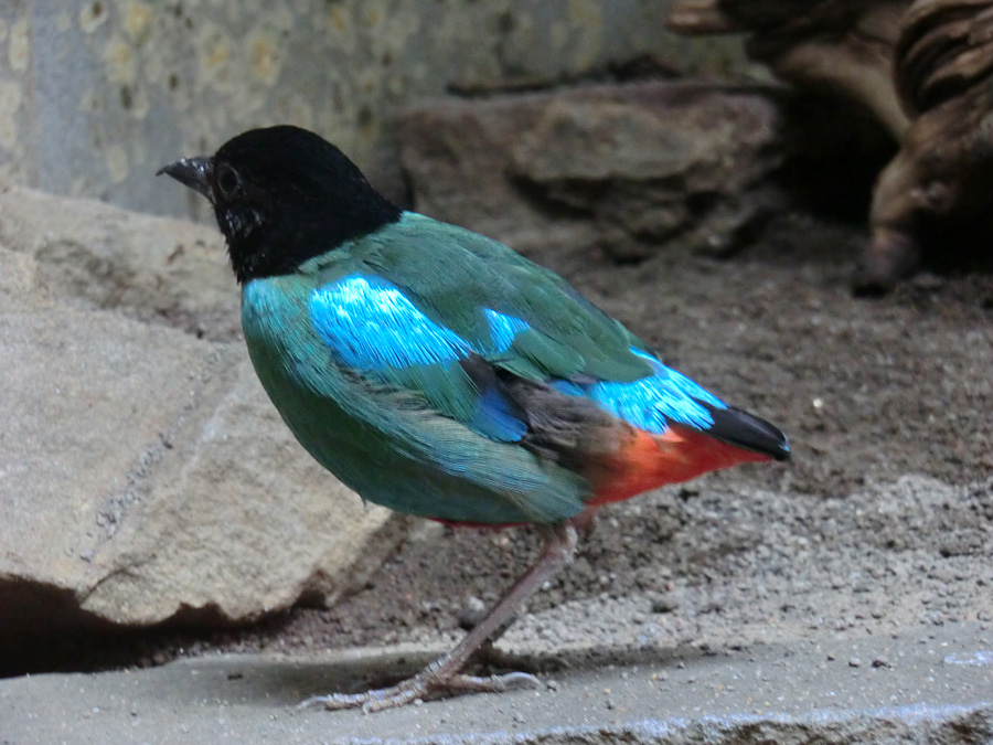 Kappenpitta im Wuppertaler Zoo im Juni 2011