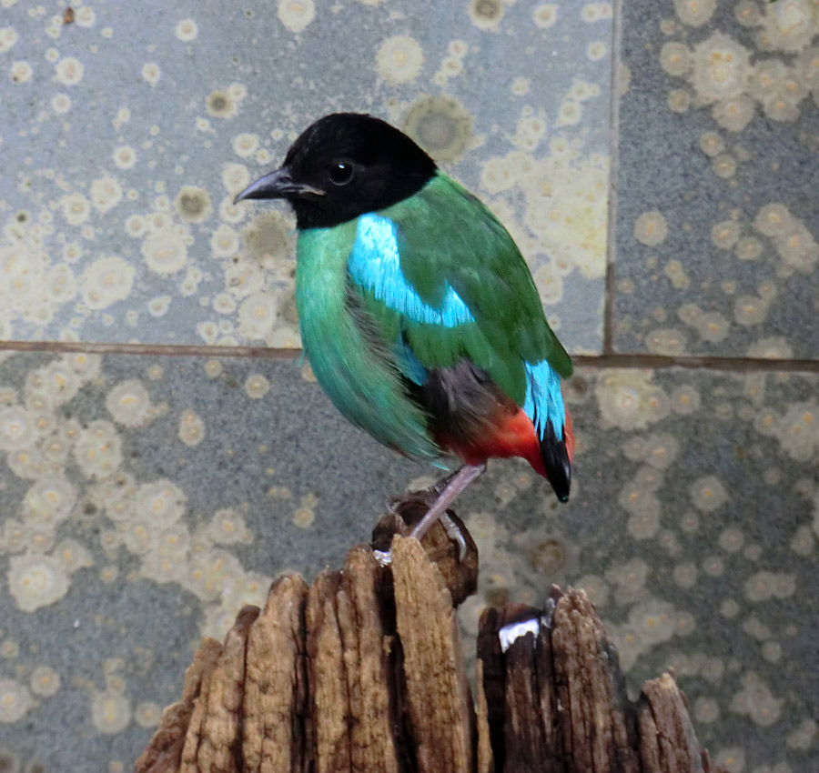 Kappenpitta im Wuppertaler Zoo im Juni 2011