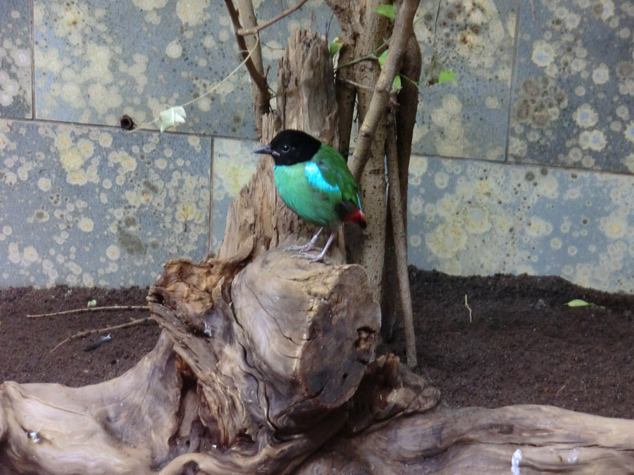 Kappenpitta im Zoologischen Garten Wuppertal im Juni 2011