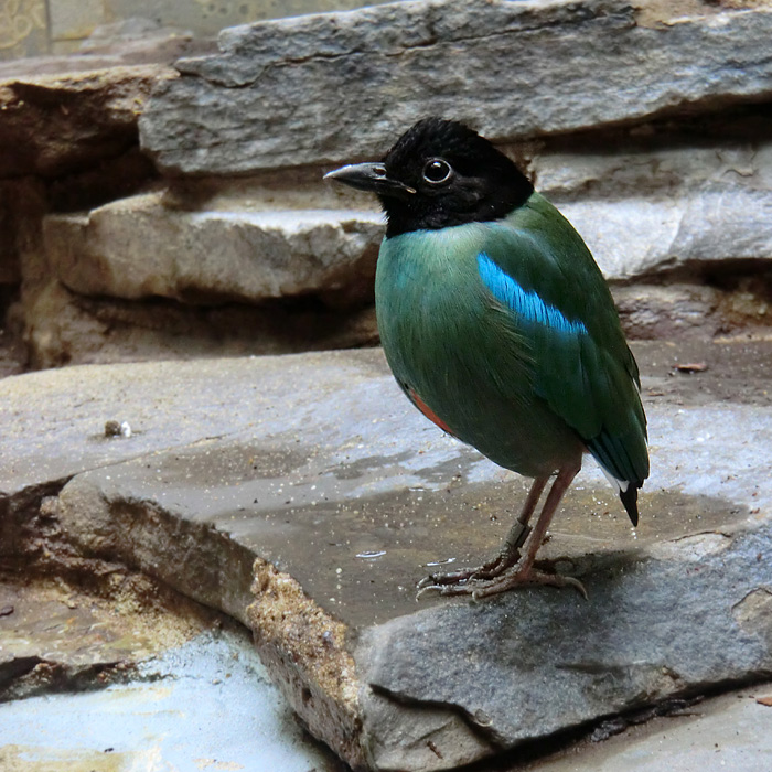 Kappenpitta im Wuppertaler Zoo im März 2012