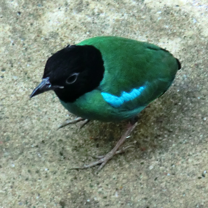 Kappenpitta im Wuppertaler Zoo im Februar 2013