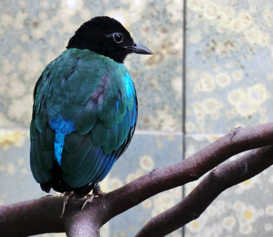 Kappenpitta im Wuppertaler Zoo im Januar 2014