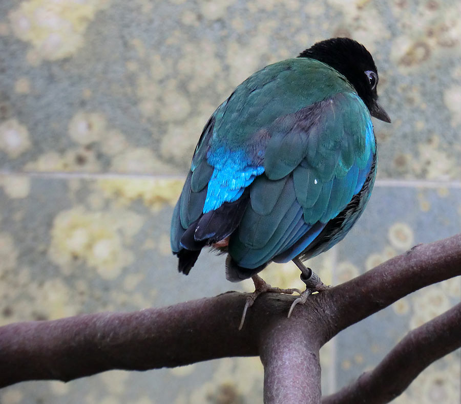 Kappenpitta im Zoo Wuppertal im Januar 2014