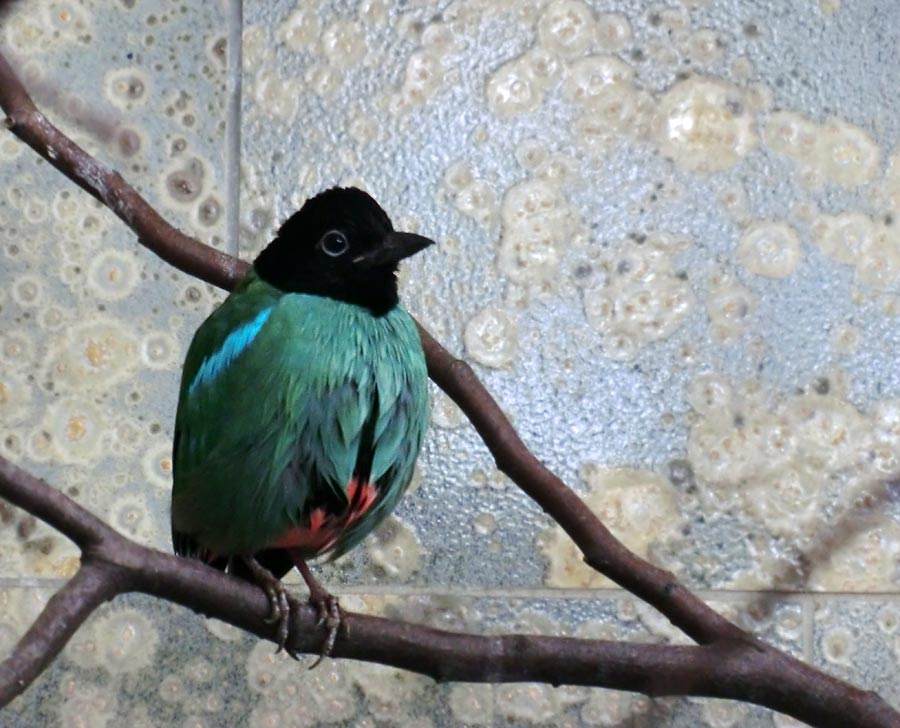 Kappenpitta im Zoologischen Garten Wuppertal im Januar 2014