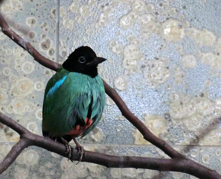 Kappenpitta im Zoologischen Garten Wuppertal im Januar 2014