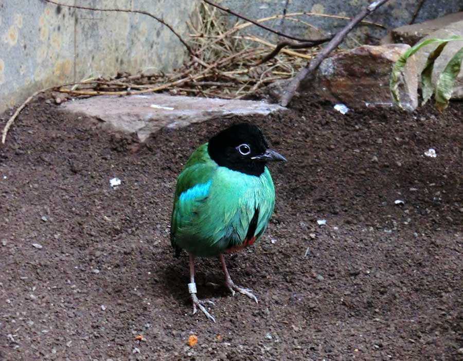 Kappenpitta im Zoo Wuppertal im Januar 2014