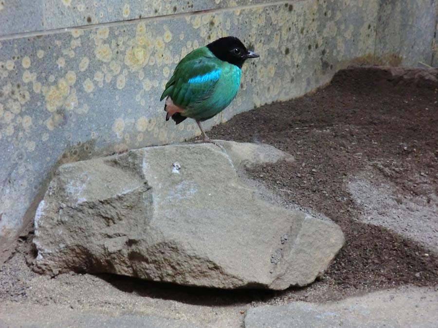 Kappenpitta im Zoo Wuppertal im Mai 2014