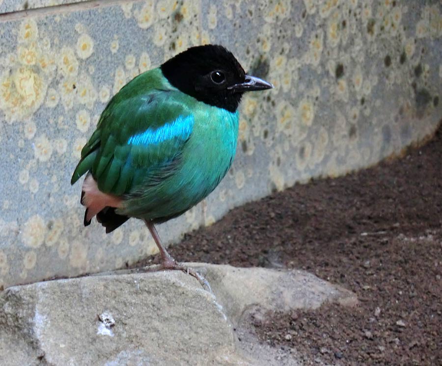 Kappenpitta im Zoologischen Garten Wuppertal im Mai 2014