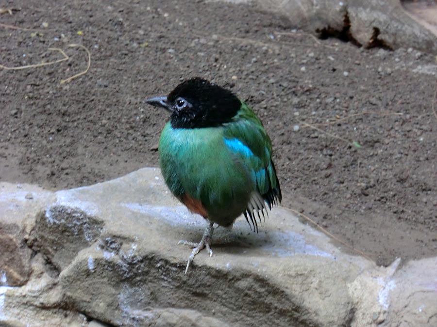 Kappenpitta im Zoologischen Garten Wuppertal im Juni 2014