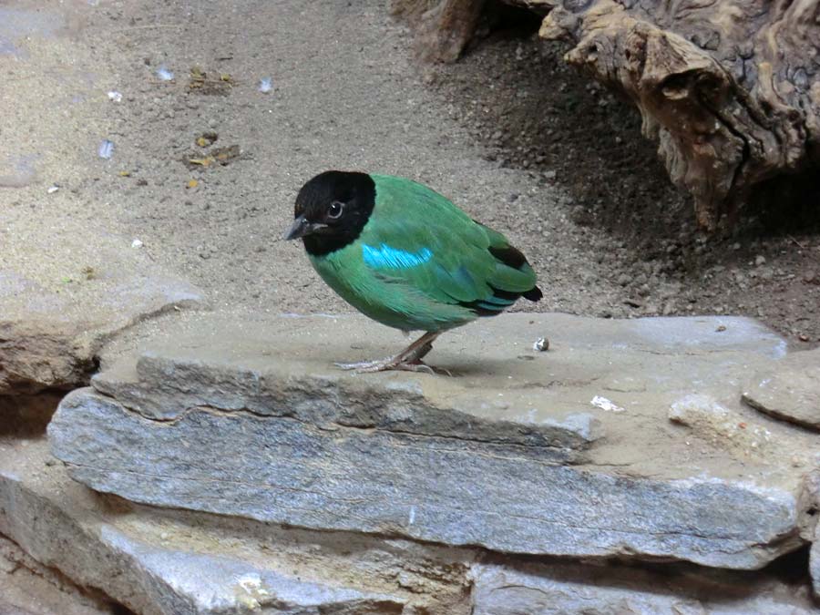 Kappenpitta im Wuppertaler Zoo im Juni 2014