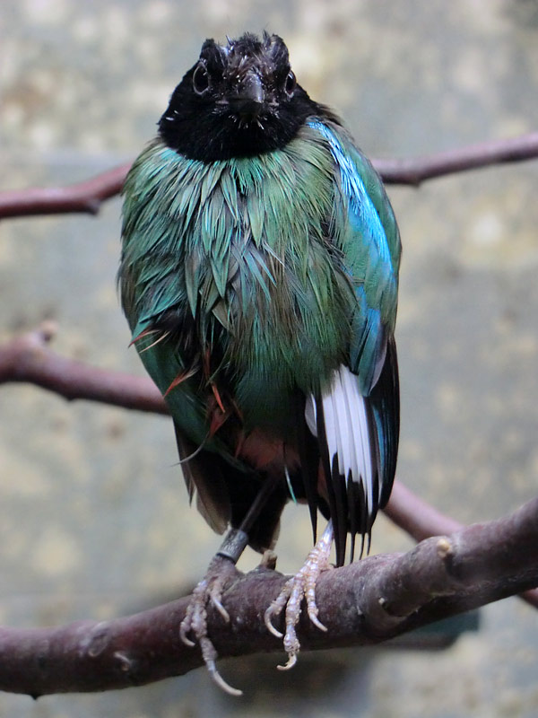 Kappenpitta im Wuppertaler Zoo im Juli 2014